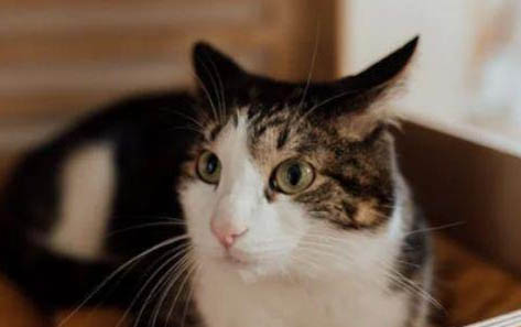 新生小猫几天睁开眼睛