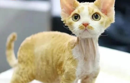 什么是拉波卷毛猫