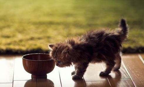 猫寿命是多少年?