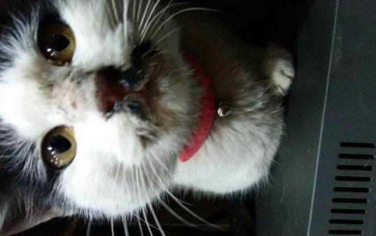 猫吐之前为什么要叫