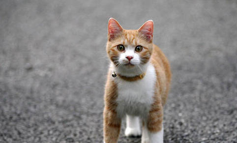 猫夏天要不要剃毛