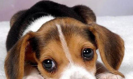 狗狗感冒能用除耳螨的吗