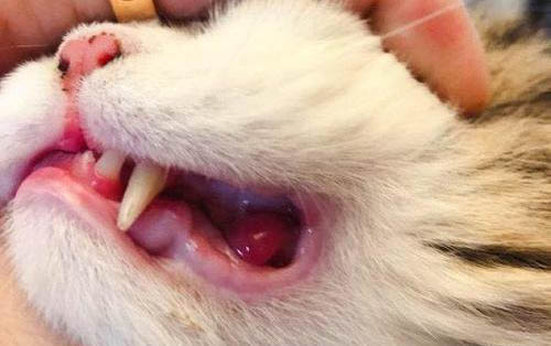 猫应激反应有哪些表现