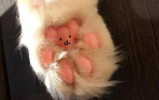 刚满月的猫咪拉稀怎么办