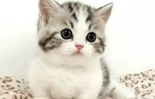 猫下面流血大概还有多久能生