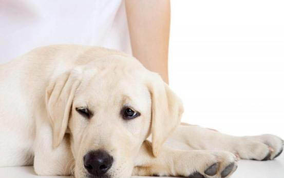 狗狗总是摇头甩耳朵的原因及处理方法