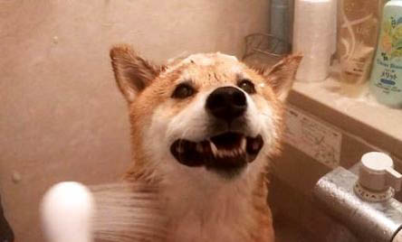 柴犬夏天需要开空调吗