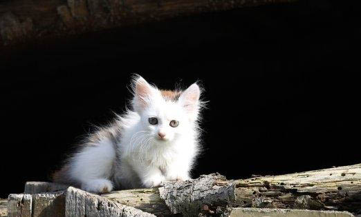 猫下泌尿道综合症表现