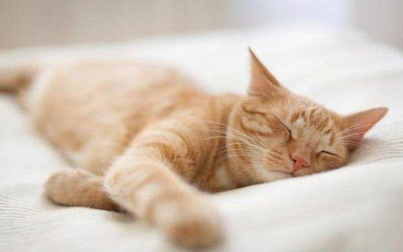 被家养的小猫抓破皮了