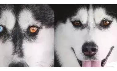 怎么驯养阿拉斯加犬?如何训练阿拉斯加幼犬?