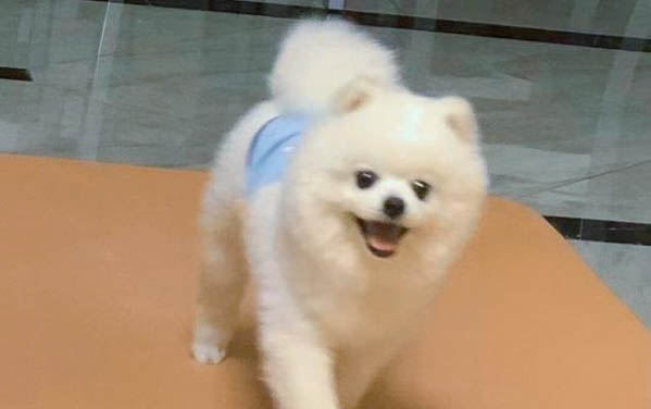 哪些狗狗不适合带上飞机