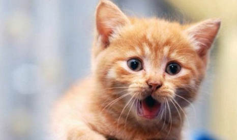 猫咪到处撒尿是什么原因
