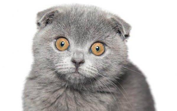 两个月的小猫带回来吃幼猫粮一直拉稀