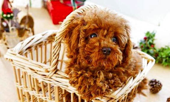 养泰迪犬需要注意事项有哪些