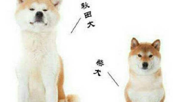 如何让柴犬爱吃狗粮不咬人啊