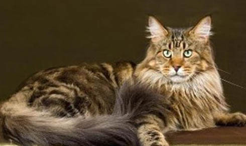缅因猫最大能长到多重