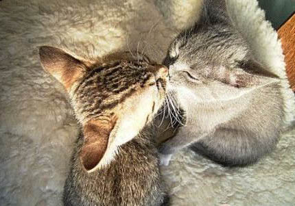 内华达猫不拉屎怎么办