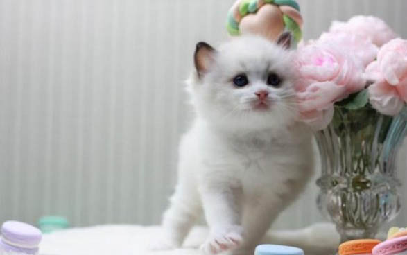 小猫腹泻呕吐怎么办？