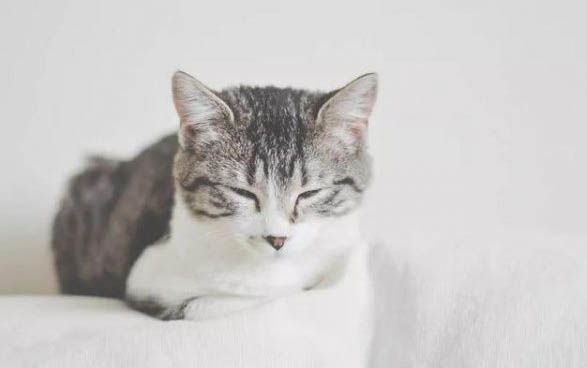 猫为什么总是做吞咽唾液动作?