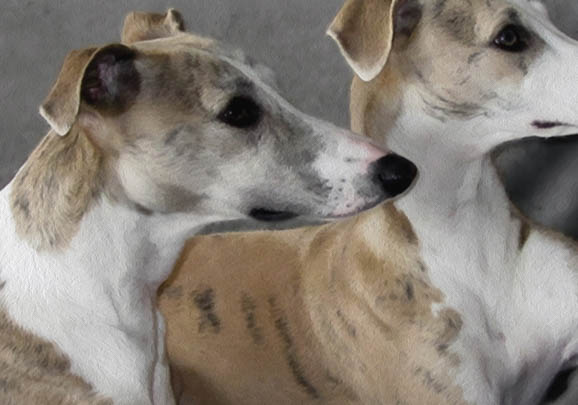惠比特犬口吐白沫的原因及处理方法