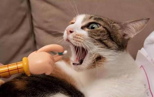 猫呕吐拉黄水的原因及处理方法