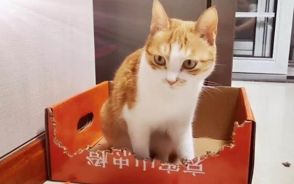 刚出生的小猫不喝注射器里的奶怎么办呢
