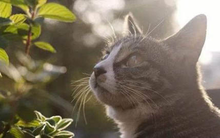 请问猫咪呕吐的原因及处理方法?