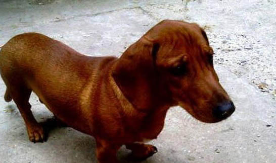 腊肠犬呕吐是什么原因不吃东西
