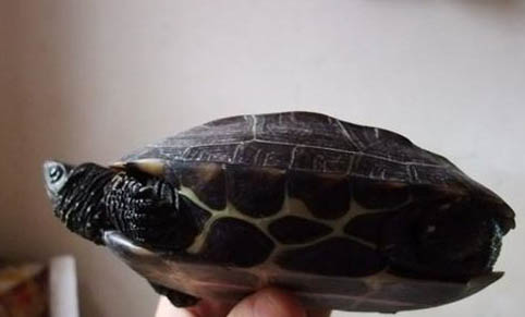草龟是几级保护动物