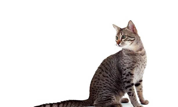 埃及猫可以吃米饭嘛