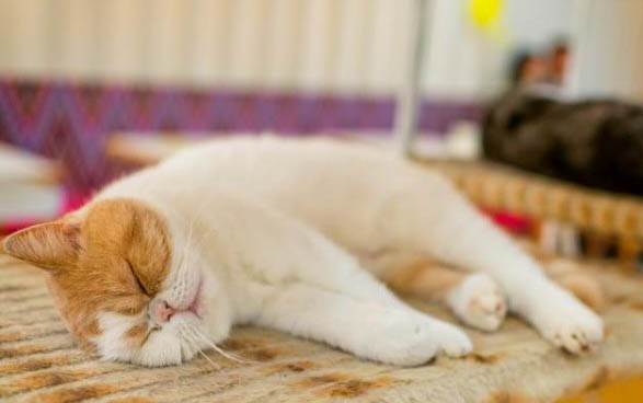 猫咪患胰腺炎会拉稀吗