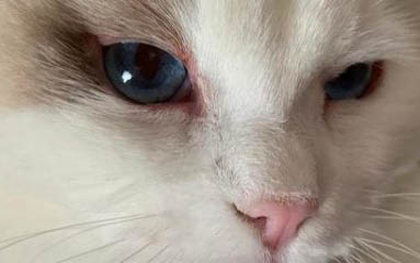 2个多月小猫怎样适应新家