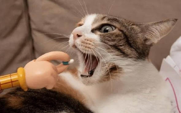猫咪胰腺炎后的饮食注意有哪些