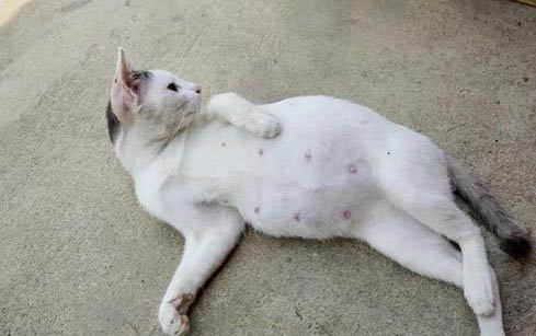 小猫能吃火腿肠吗?