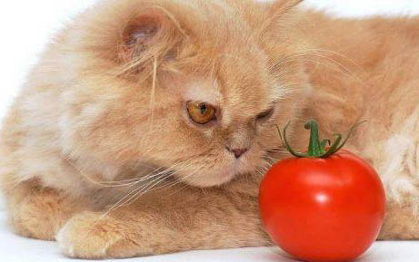 猫咪患有膀胱炎会死吗
