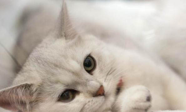 猫咪发出怪声像喉咙被卡住的声音