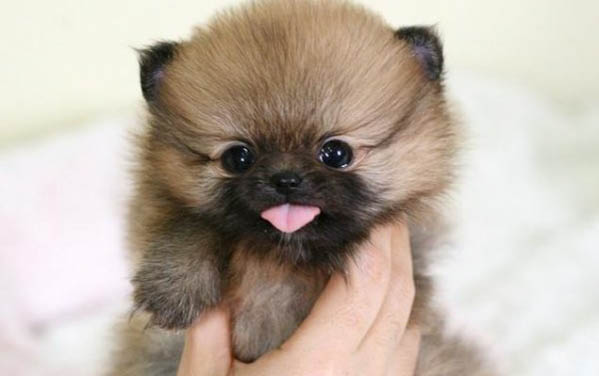 博美犬怎么样好养么?