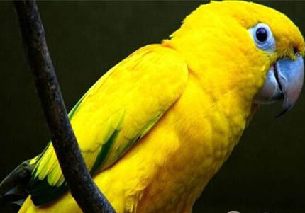 蓝黄金刚鹦鹉吃什么食物