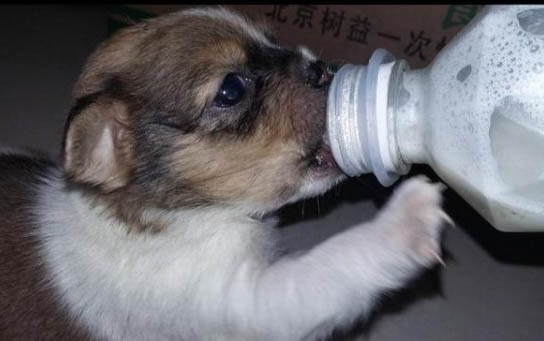 如何训练狗狗在一个地方上厕所?