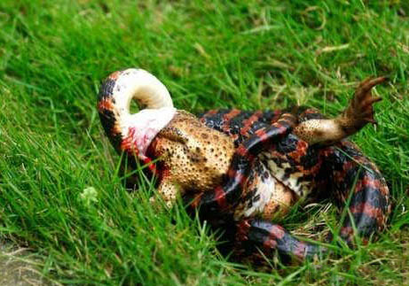 赤练蛇可以当宠物养吗