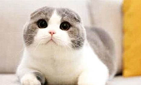 折耳猫一般能活多少年