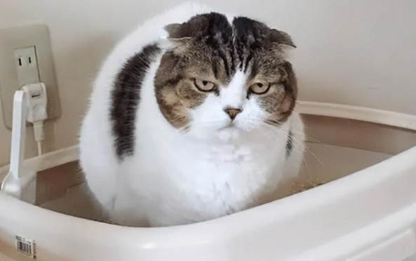 公猫为什么一直守着母猫