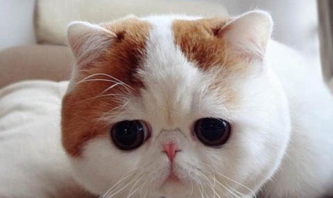 猫咪睡觉有哪些特点