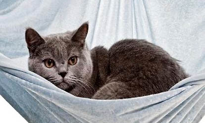 卡尔特猫呕吐拉肚子的原因及处理方法