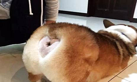 如何训练狗狗在一个地方上厕所?