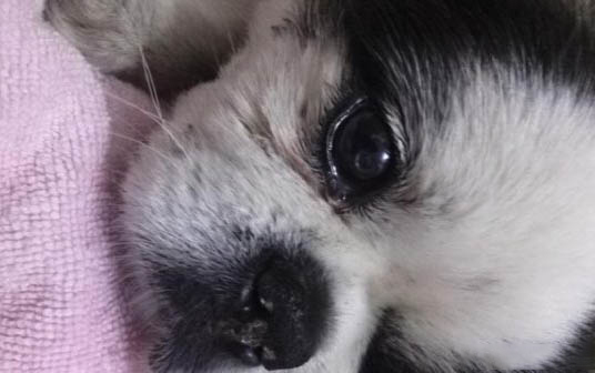 狗狗细小病毒五天了怎么老是哼哼怎么办