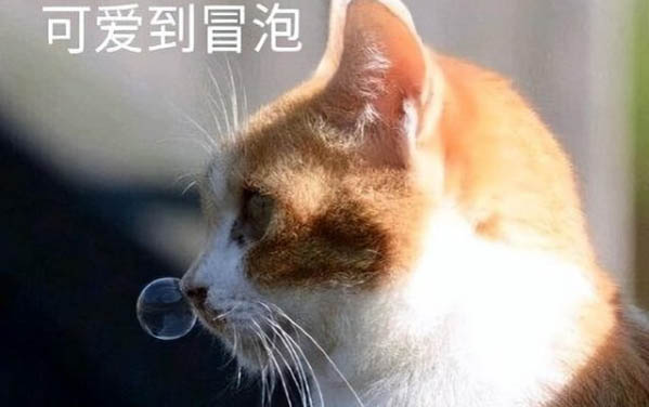 怎么饲养小猫的有效方法