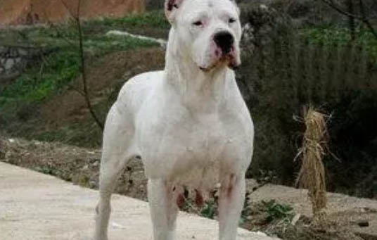 杜高犬什么时候打疫苗