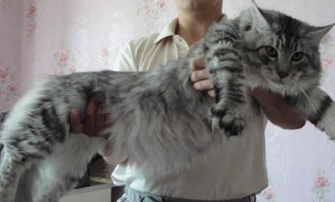 猫咪有眼屎怎么处理