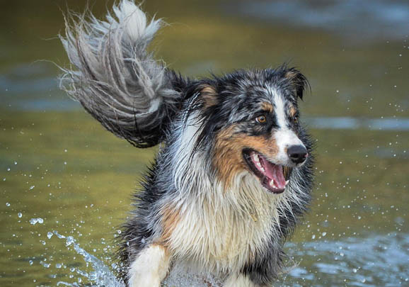 澳大利亚牧羊犬骨折症状有哪些